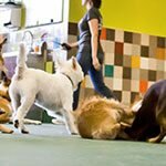 pet daycare and lodging market opportunity assessment by 2019