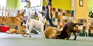 pet daycare and lodging market opportunity assessment by 2019